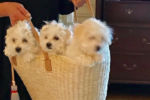 Barbra_Streisand_Dogs_Instagram_600_by_400